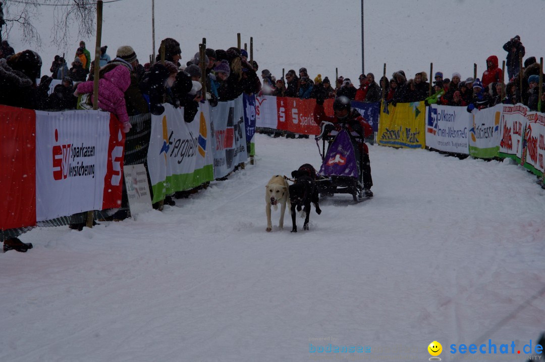 Schlittenhunderennen: Todtmoos im Schwarzwald, 24.02.2013