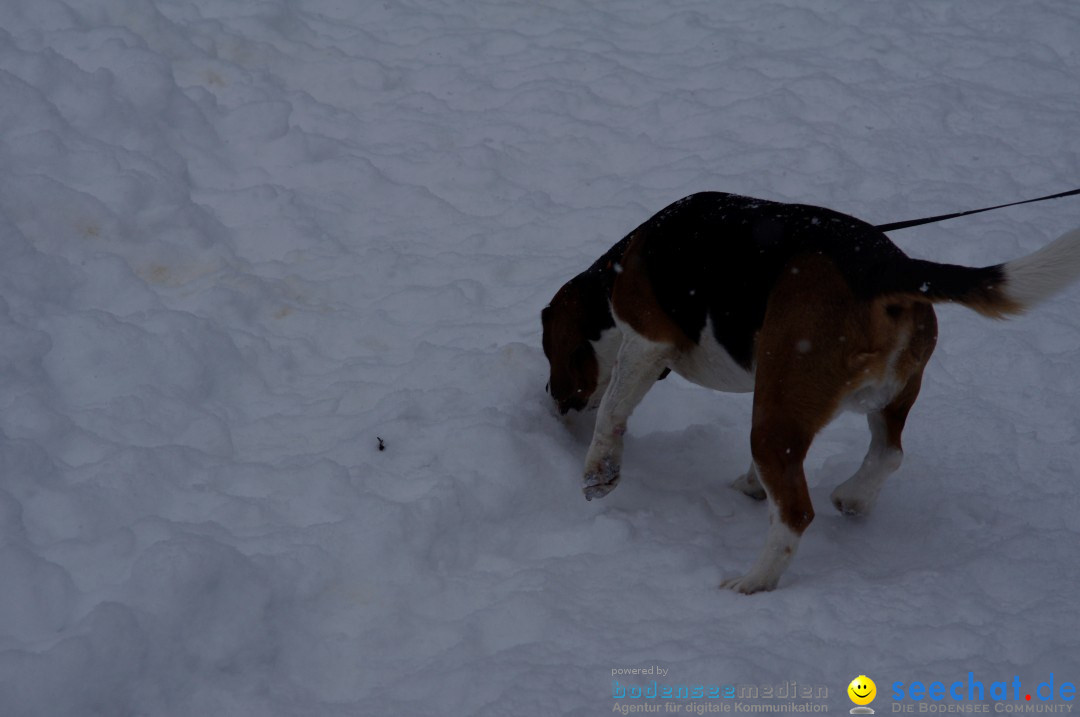 Schlittenhunderennen: Todtmoos im Schwarzwald, 24.02.2013