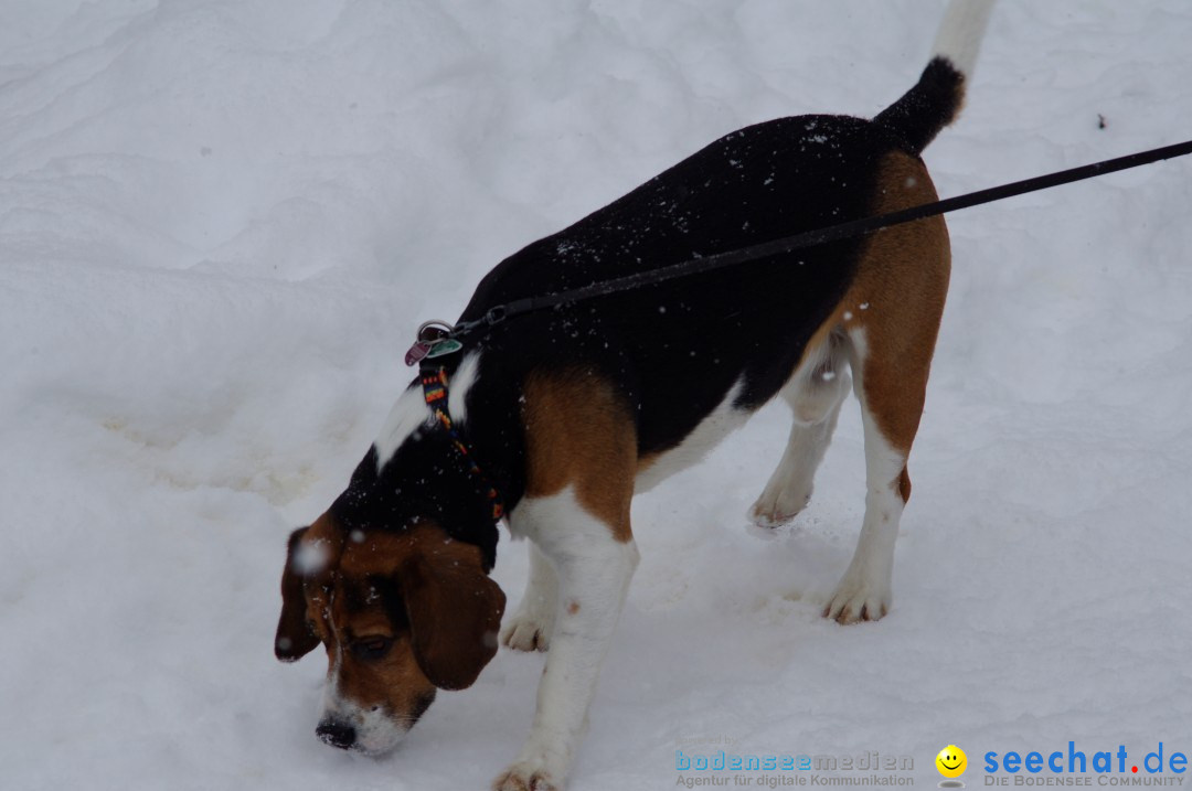 Schlittenhunderennen: Todtmoos im Schwarzwald, 24.02.2013