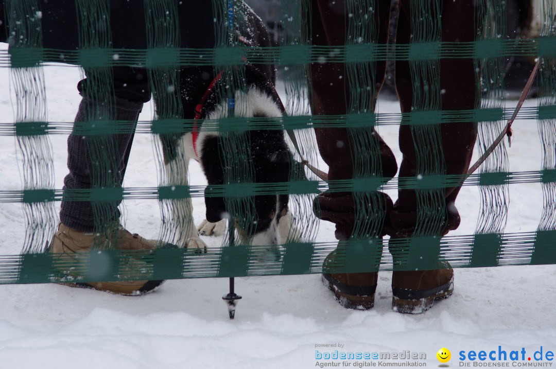 Schlittenhunderennen: Todtmoos im Schwarzwald, 24.02.2013