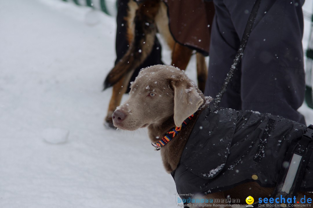 Schlittenhunderennen: Todtmoos im Schwarzwald, 24.02.2013