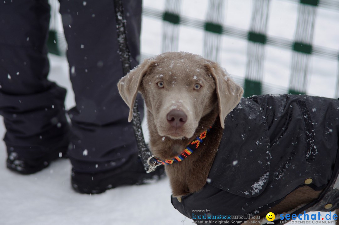 Schlittenhunderennen: Todtmoos im Schwarzwald, 24.02.2013