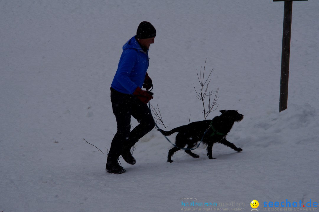 Schlittenhunderennen: Todtmoos im Schwarzwald, 24.02.2013