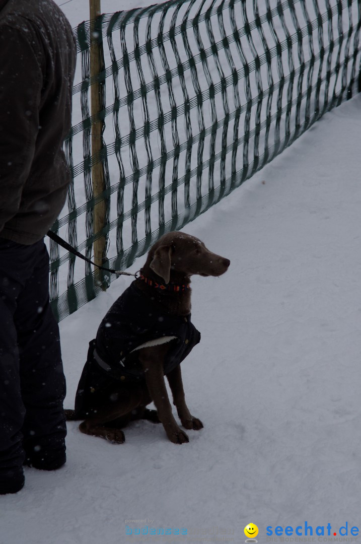 Schlittenhunderennen: Todtmoos im Schwarzwald, 24.02.2013