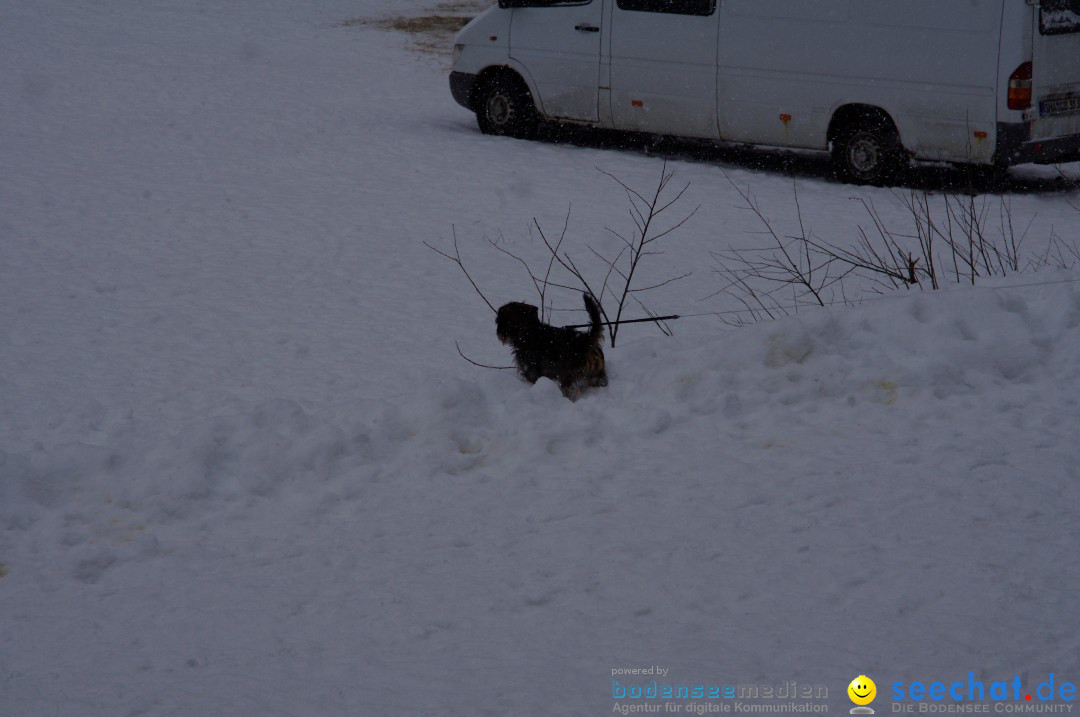 Schlittenhunderennen: Todtmoos im Schwarzwald, 24.02.2013