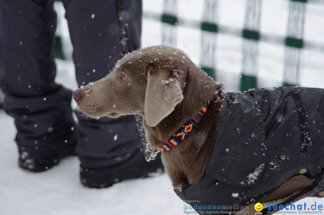 Schlittenhunderennen: Todtmoos im Schwarzwald, 24.02.2013