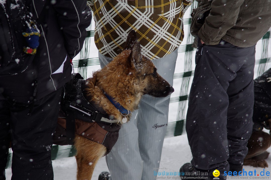 Schlittenhunderennen: Todtmoos im Schwarzwald, 24.02.2013