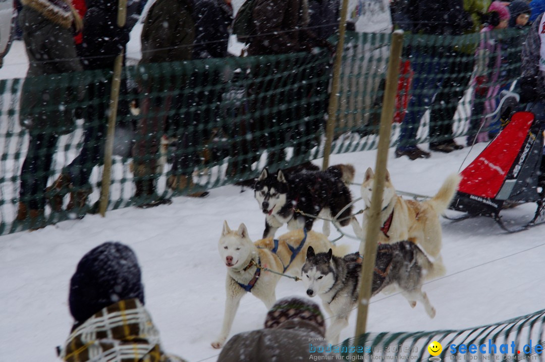 Schlittenhunderennen: Todtmoos im Schwarzwald, 24.02.2013