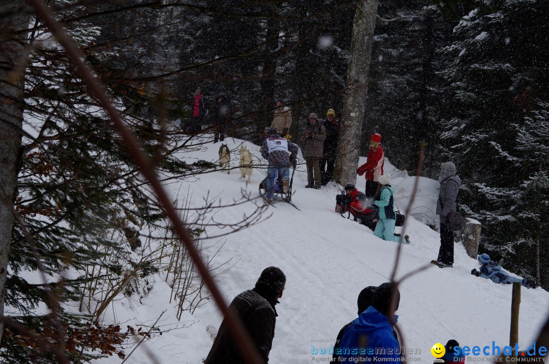 Schlittenhunderennen: Todtmoos im Schwarzwald, 24.02.2013