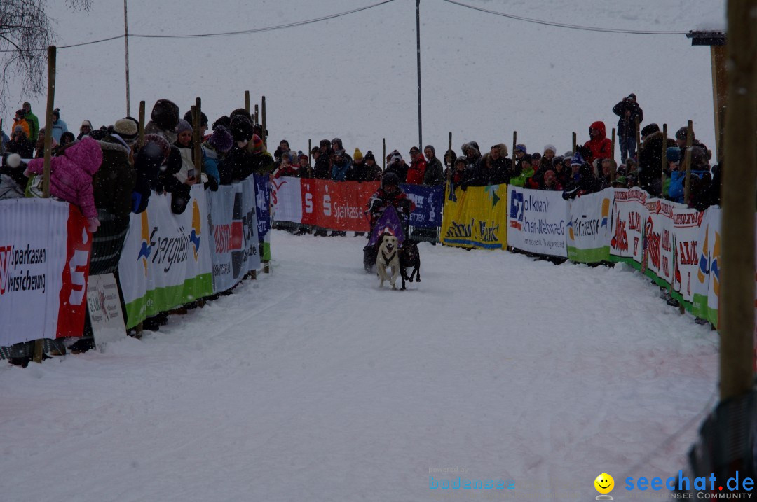 Schlittenhunderennen: Todtmoos im Schwarzwald, 24.02.2013