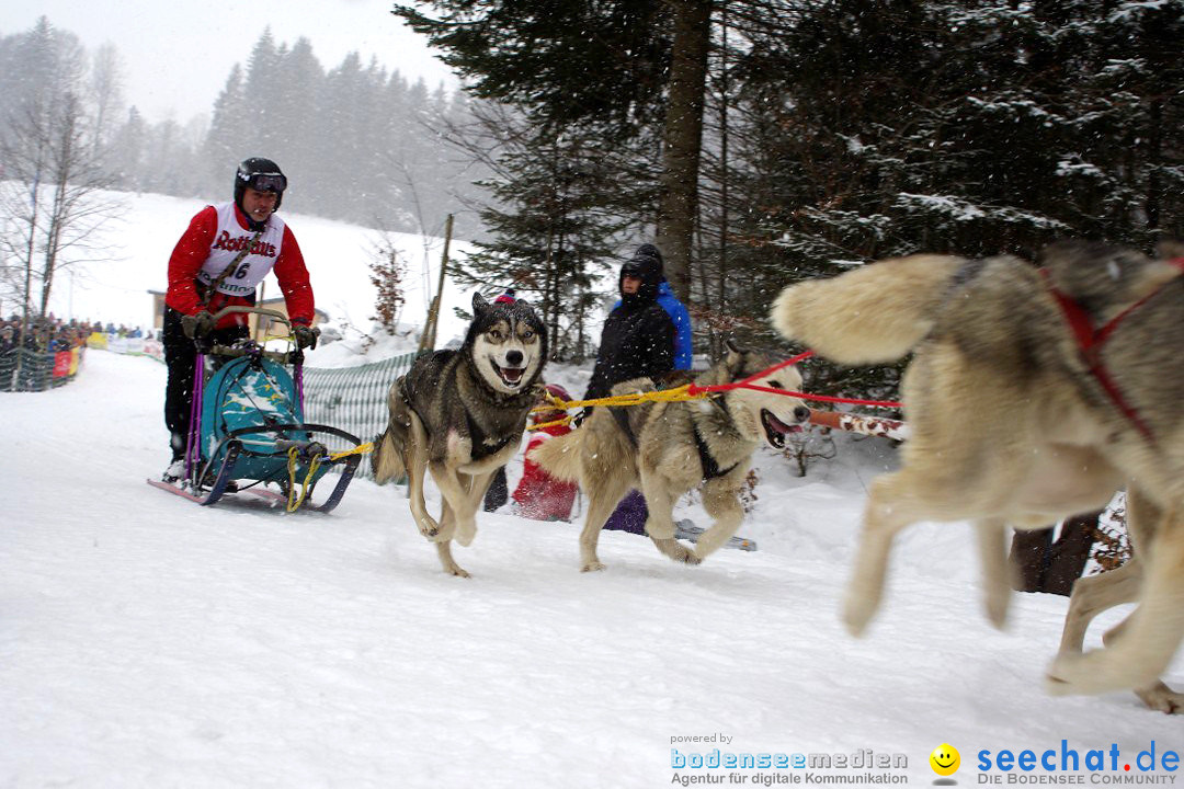 Schlittenhunderennen: Todtmoos im Schwarzwald, 24.02.2013