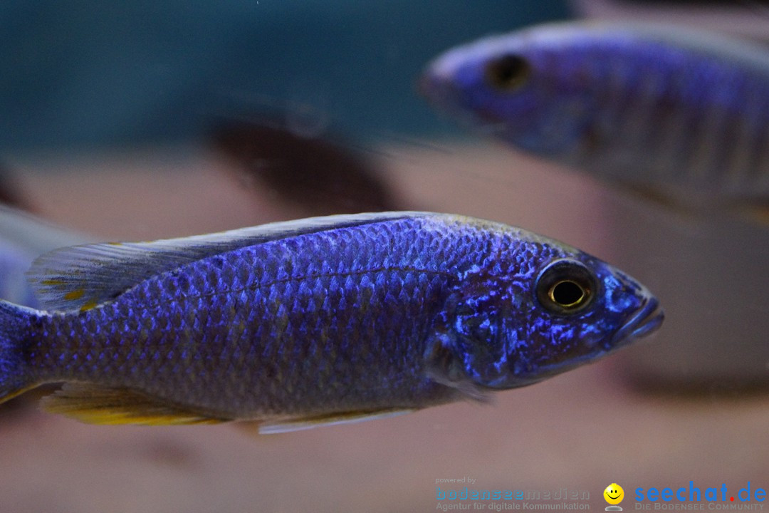 AQUA-FISCH - Messe: Friedrichshafen am Bodensee, 09.03.2013