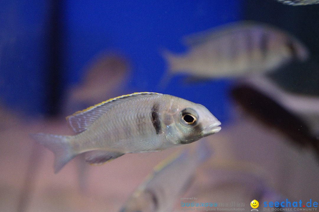 AQUA-FISCH - Messe: Friedrichshafen am Bodensee, 09.03.2013