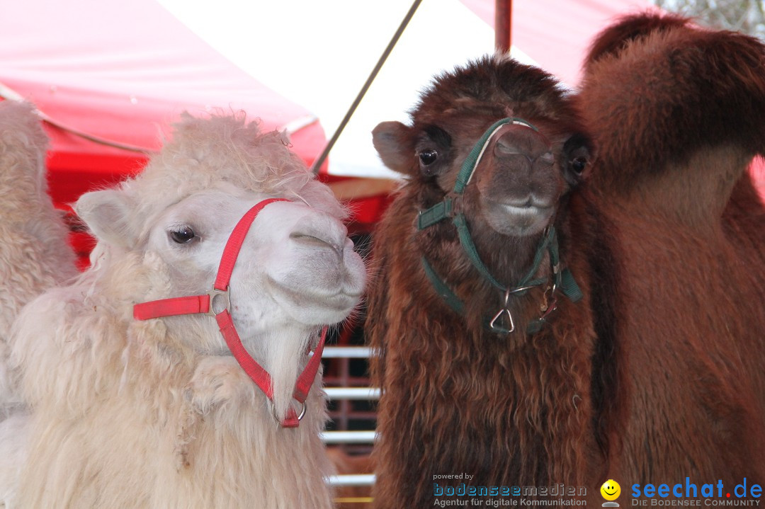 CIRCUS HENRY - Zauber der Manege: Bad Wurzach, 07.04.2013