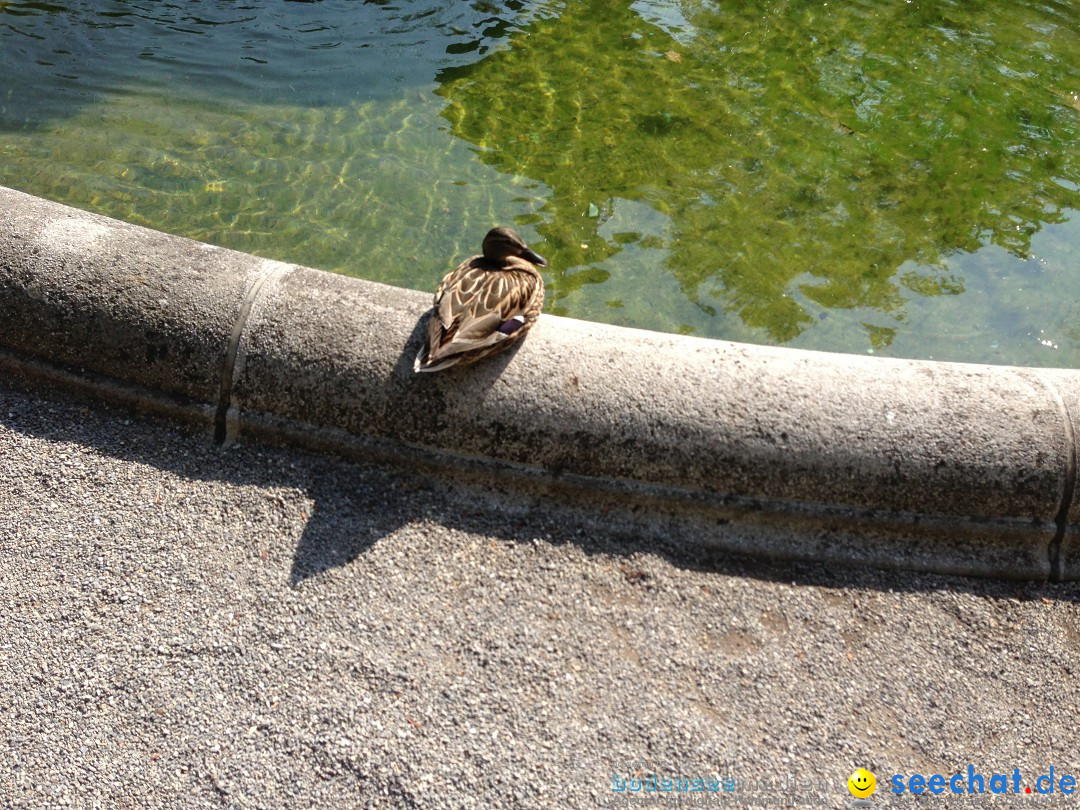 Ueberlingen-Promenade-Bootstour-050513-Bodesee-Community-SEECHAT_DE-IMG_4247.JPG