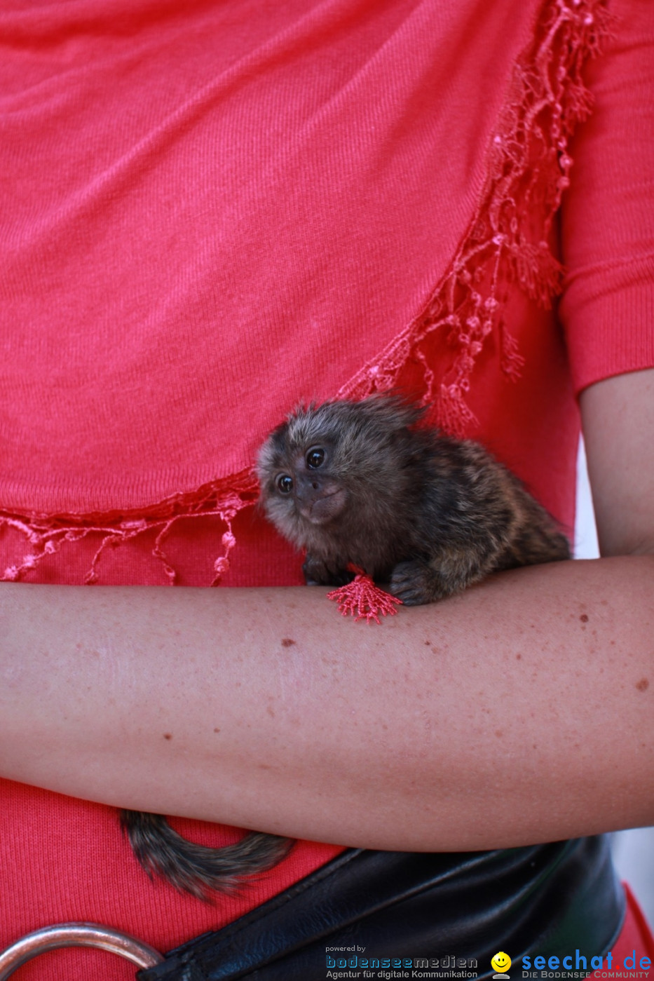 SEECHAT.DE INFOSTAND - Schweizertag: Stockach am Bodensee, 15.06.2013