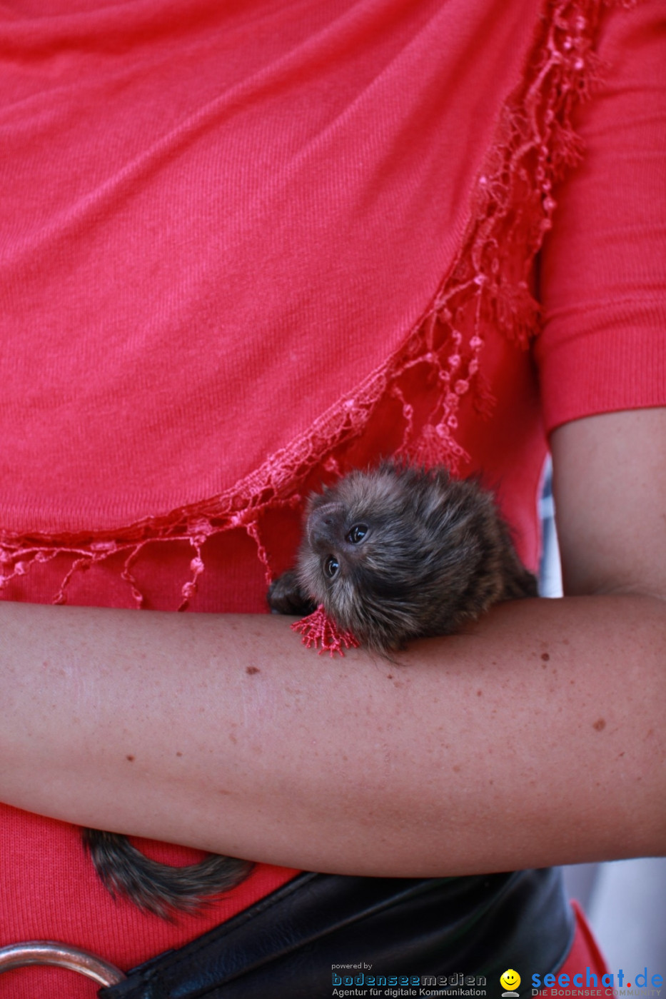 SEECHAT.DE INFOSTAND - Schweizertag: Stockach am Bodensee, 15.06.2013