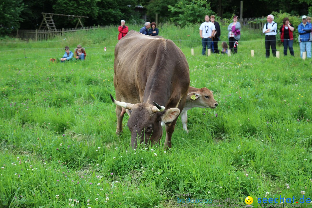 Hoffest-Rengoldshausen-Ueberlingen-2206-2013-Bodensee-Community-SEECHAT_de-IMG_8911.JPG