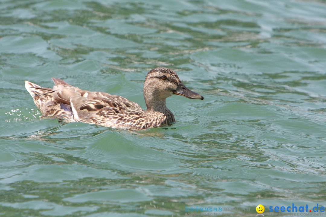 Badewannenrennen, Wasserburg am Bodensee, 13.07.2013