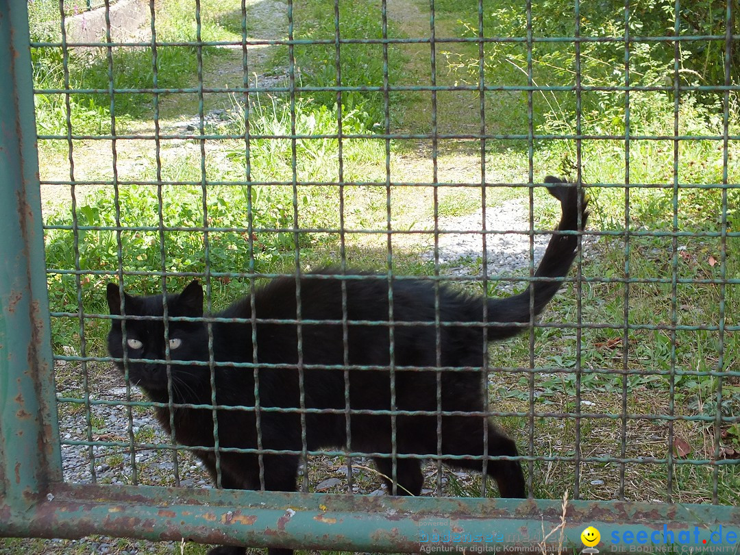 Schloss- und Kinderfest by seechat: Aulendorf, 17.08.2013