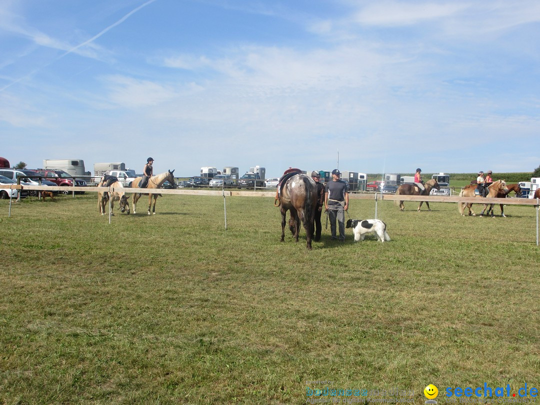 Westernreiter D-Turnier: Aach-Linz am Bodensee, 18.08.2013