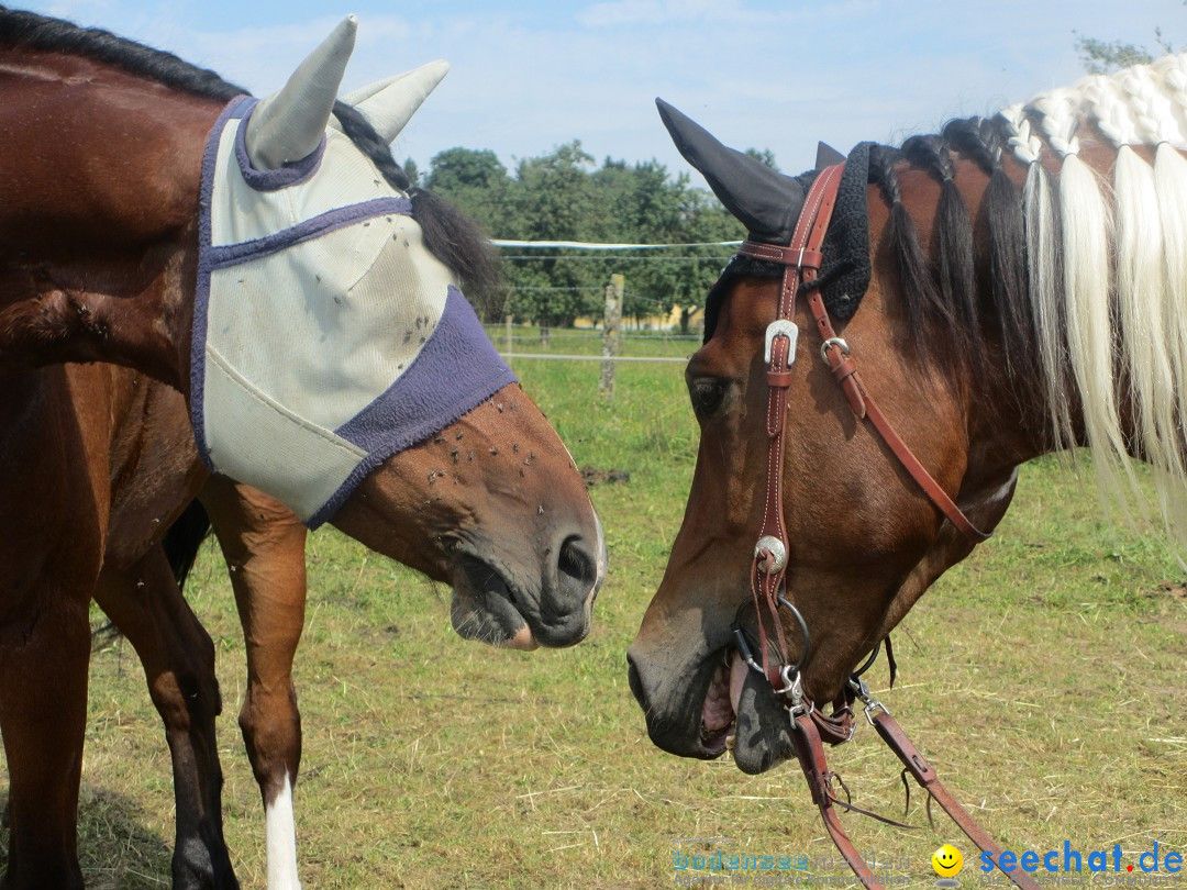 Westernreiter D-Turnier: Aach-Linz am Bodensee, 18.08.2013