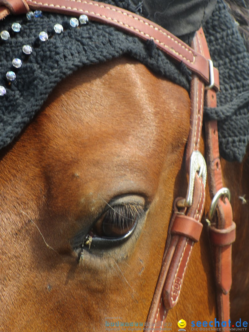 Westernreiter D-Turnier: Aach-Linz am Bodensee, 18.08.2013