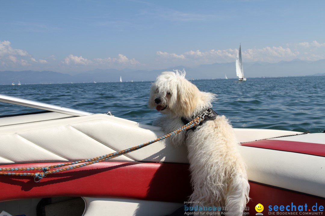 Bodenseequerung: Bruno Baumgartner: Bregenz am Bodensee, 30.08.2013