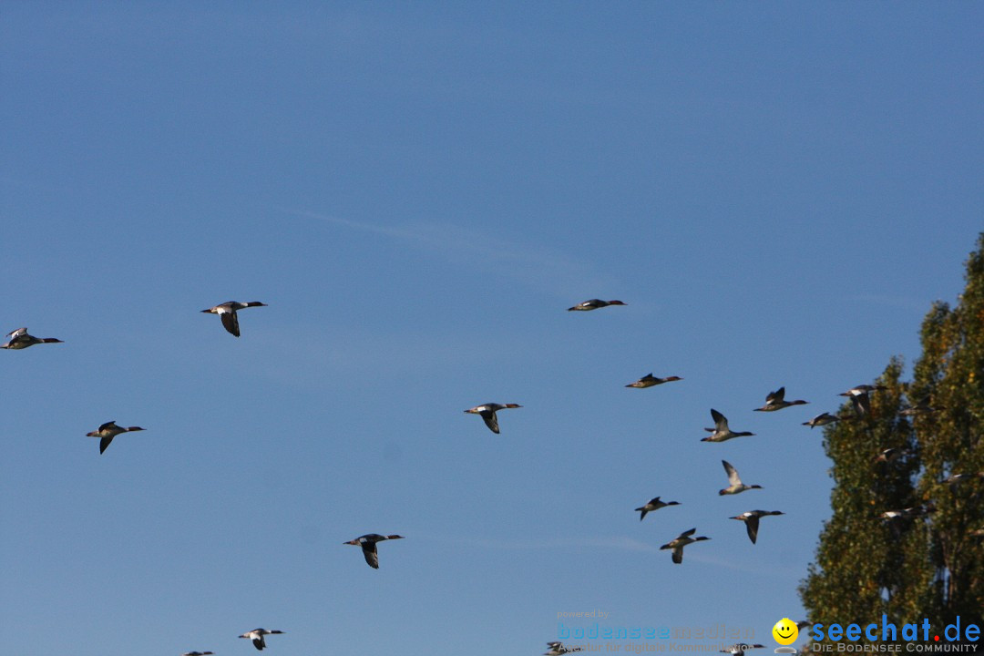 Zwei Zeppelin NT im Formations-Flug: Friedrichshafen am Bodensee, 19.10.201