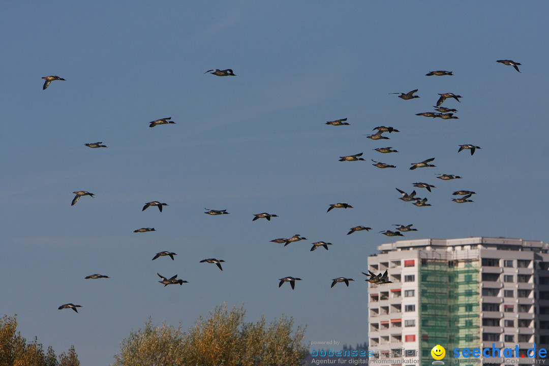 Zwei Zeppelin NT im Formations-Flug: Friedrichshafen am Bodensee, 19.10.201