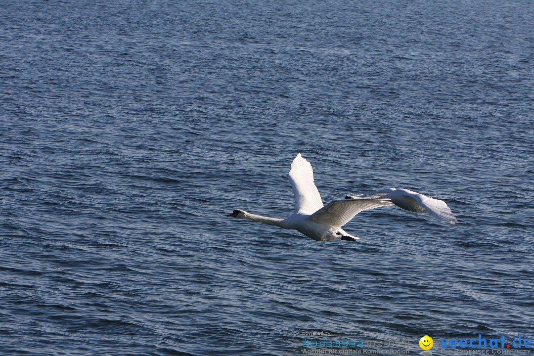 Zwei Zeppelin NT im Formations-Flug: Friedrichshafen am Bodensee, 19.10.201