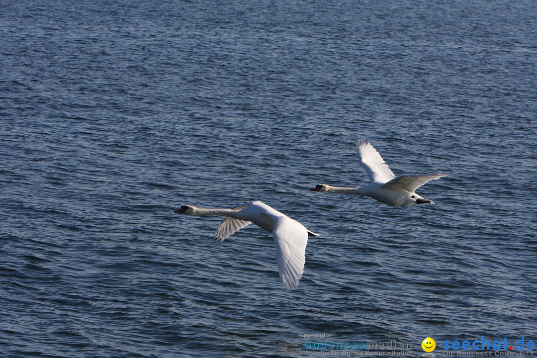 Zwei Zeppelin NT im Formations-Flug: Friedrichshafen am Bodensee, 19.10.201