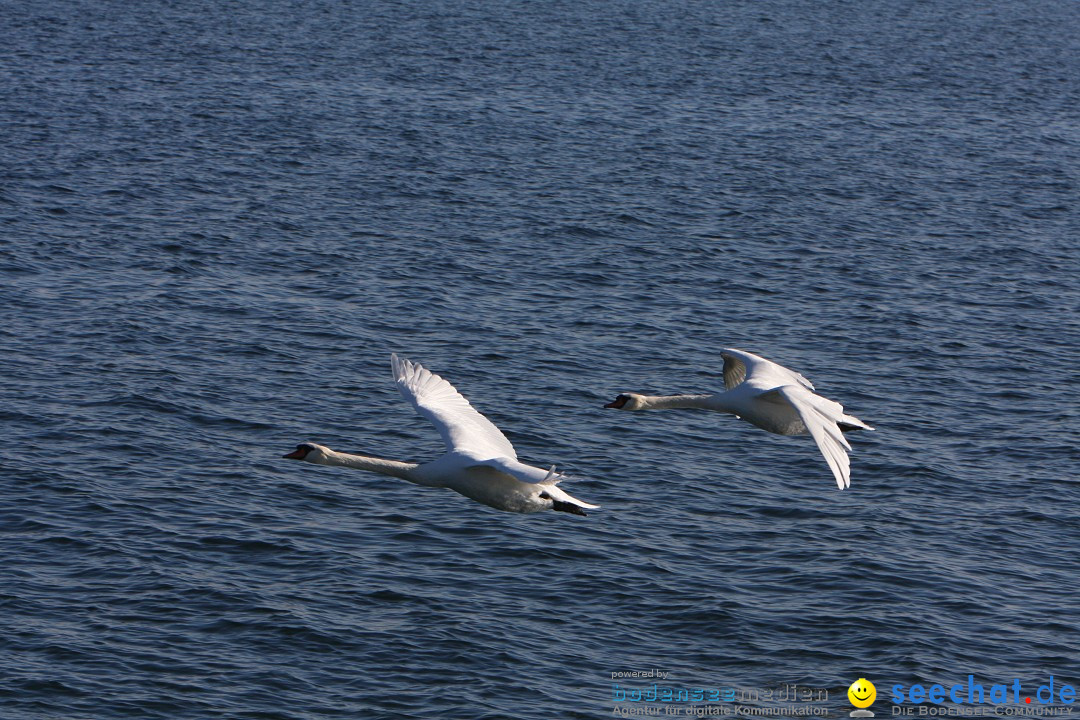 Zwei Zeppelin NT im Formations-Flug: Friedrichshafen am Bodensee, 19.10.201