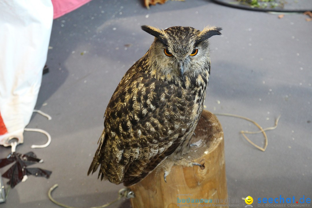 ANIMAL - Die Heimtiermesse: Messe Stuttgart, 16.11.2013