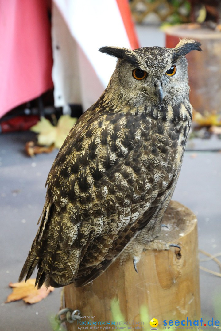 ANIMAL - Die Heimtiermesse: Messe Stuttgart, 16.11.2013