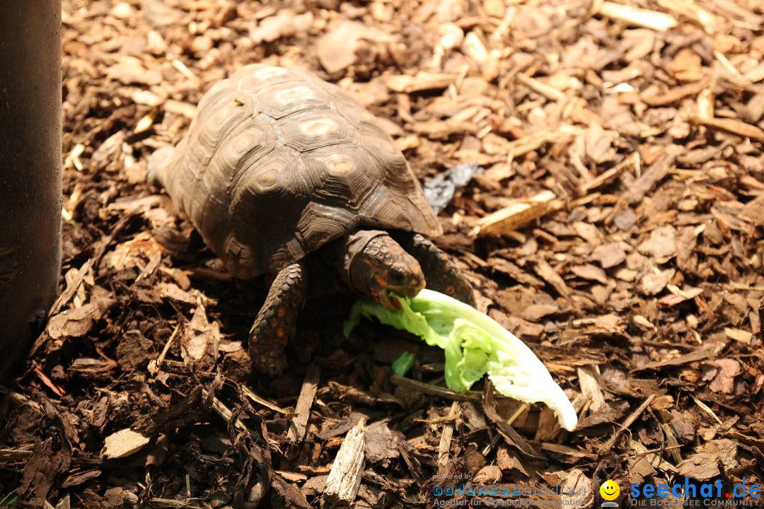 ANIMAL - Die Heimtiermesse: Messe Stuttgart, 16.11.2013