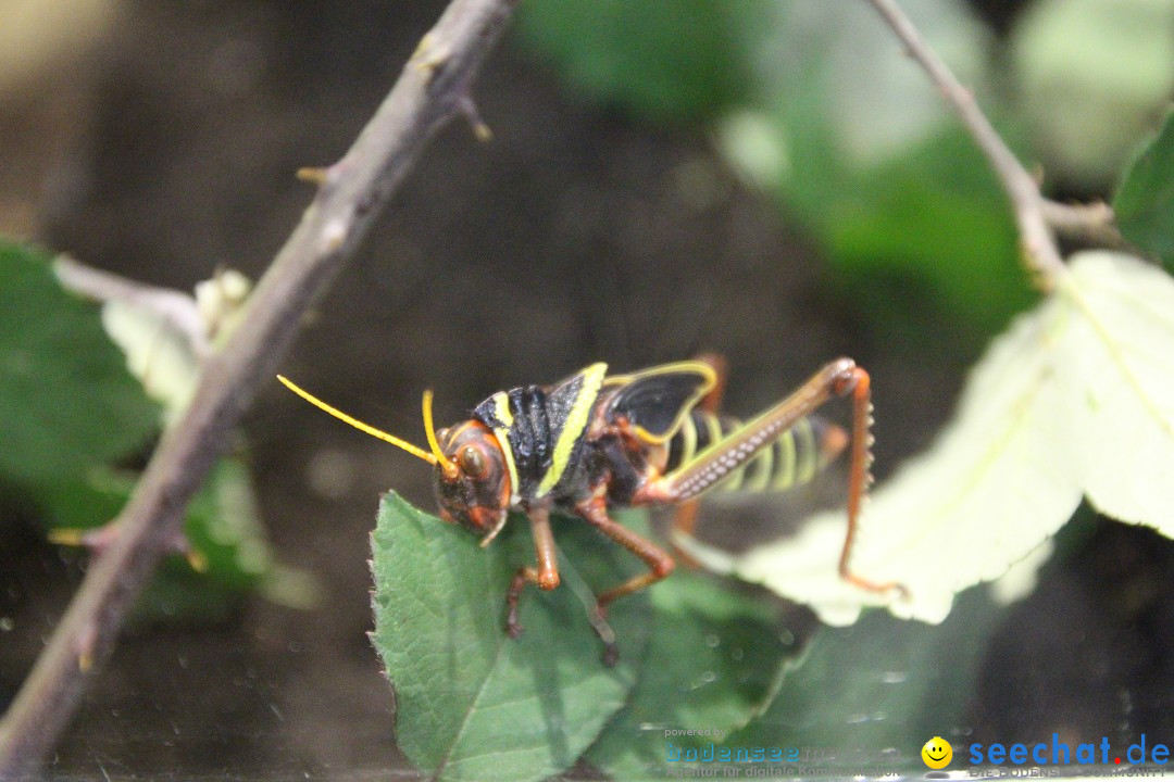 ANIMAL - Die Heimtiermesse: Messe Stuttgart, 16.11.2013