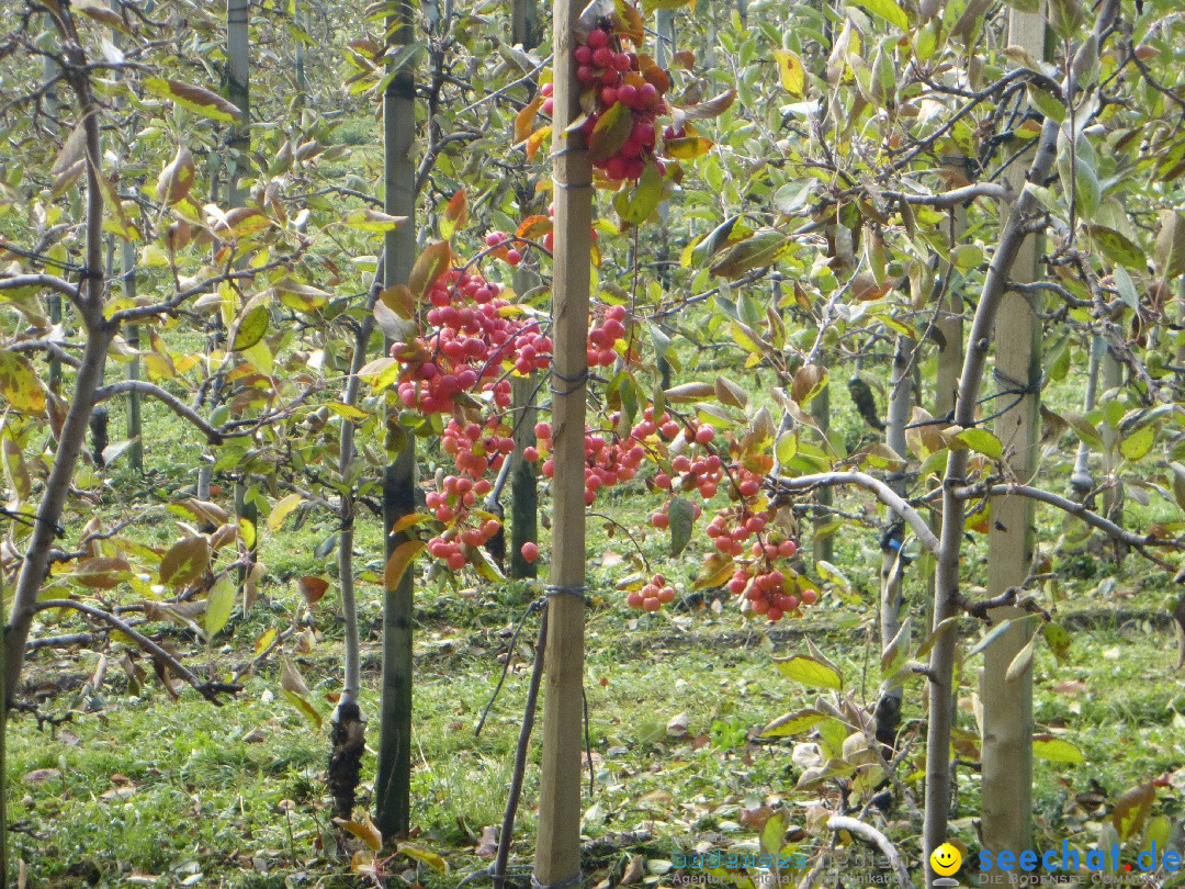 Bodensee-Herbst-Sipplingen-30-11-2013-Bodensee-Community-SEECHAT_DE-034.jpg