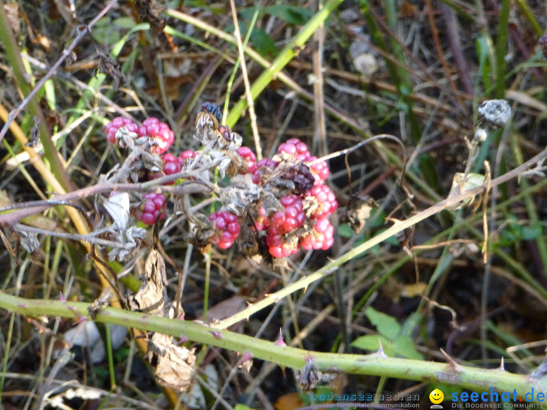 Bodensee-Herbst-Sipplingen-30-11-2013-Bodensee-Community-SEECHAT_DE-071.jpg