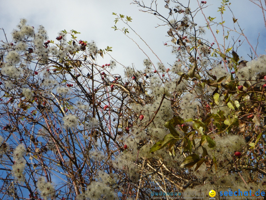 Bodensee-Herbst-Sipplingen-30-11-2013-Bodensee-Community-SEECHAT_DE-078.jpg