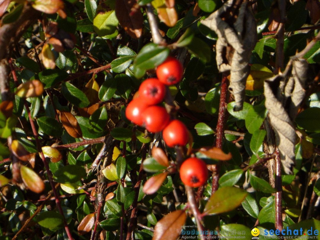 Bodensee-Herbst-Sipplingen-30-11-2013-Bodensee-Community-SEECHAT_DE-080.jpg