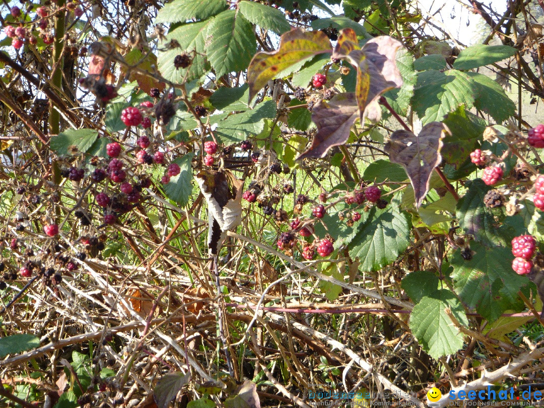 Bodensee-Herbst-Sipplingen-30-11-2013-Bodensee-Community-SEECHAT_DE-081.jpg