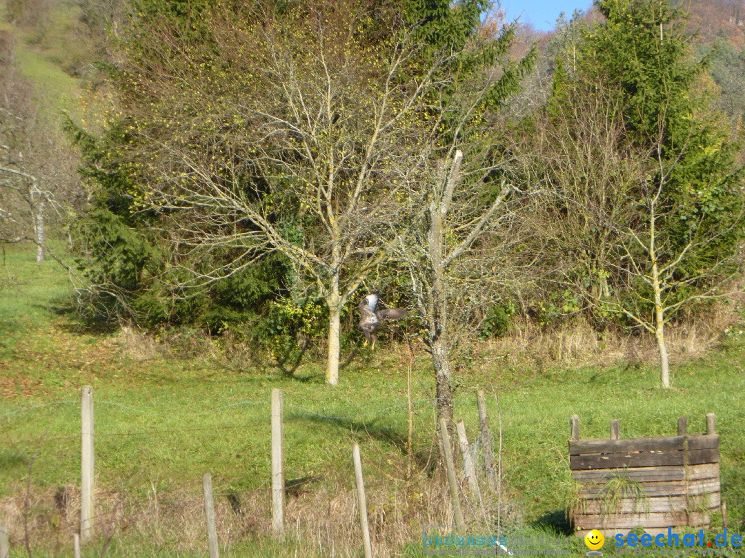 Bodensee-Herbst-Sipplingen-30-11-2013-Bodensee-Community-SEECHAT_DE-086.jpg