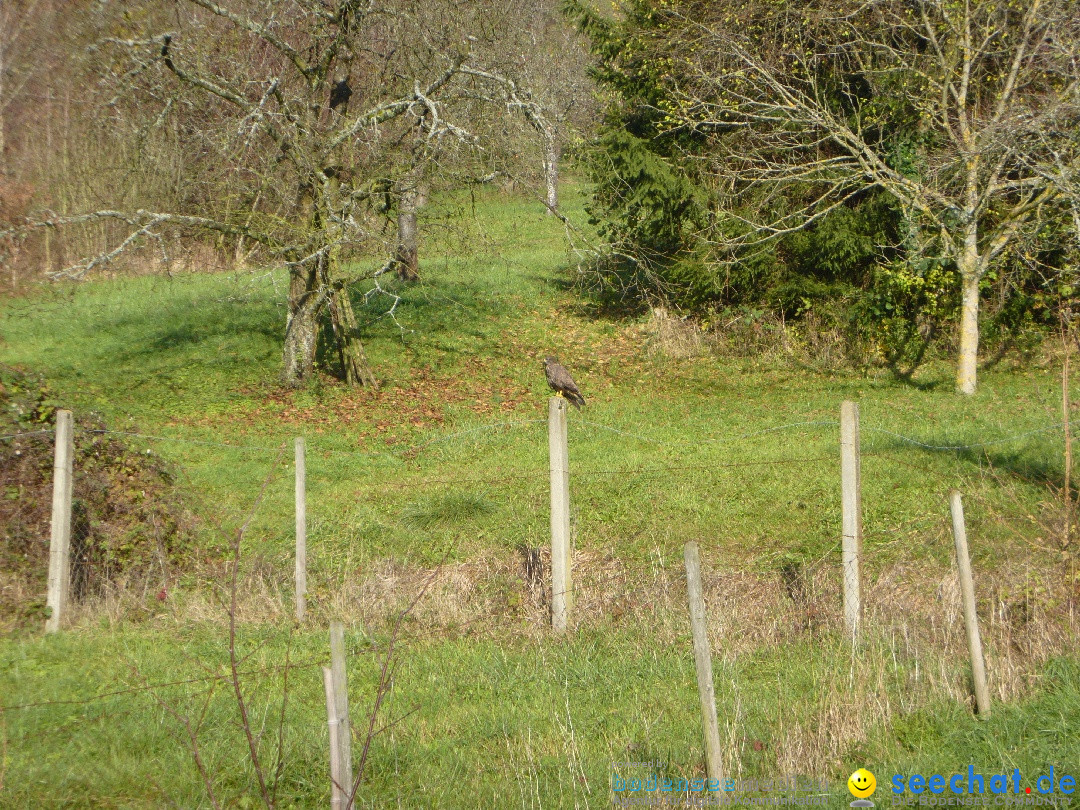 Bodensee-Herbst-Sipplingen-30-11-2013-Bodensee-Community-SEECHAT_DE-088.jpg