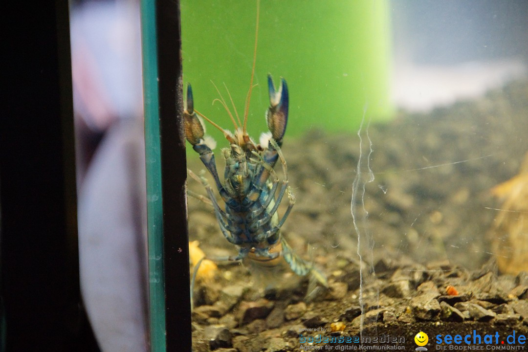 AQUA-FISCH - Internationale Aquaristik-Messe: Friedrichshafen, 09.03.2014