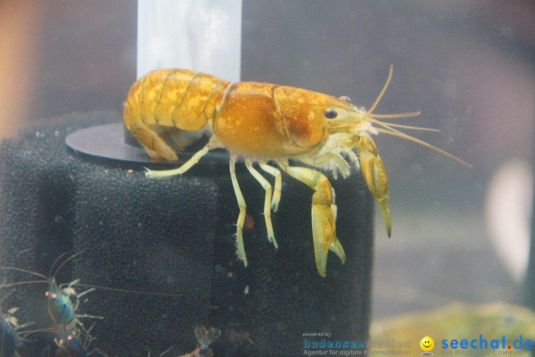 AQUA-FISCH - Internationale Aquaristik-Messe: Friedrichshafen, 09.03.2014