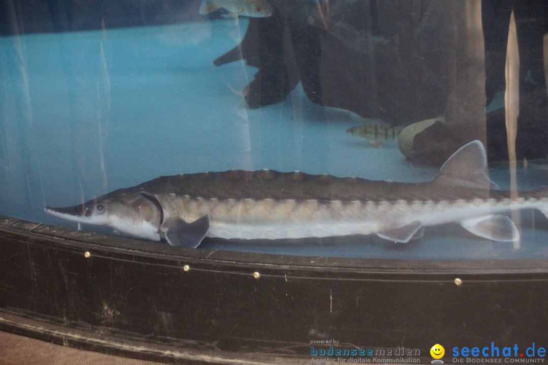 AQUA-FISCH - Internationale Aquaristik-Messe: Friedrichshafen, 09.03.2014