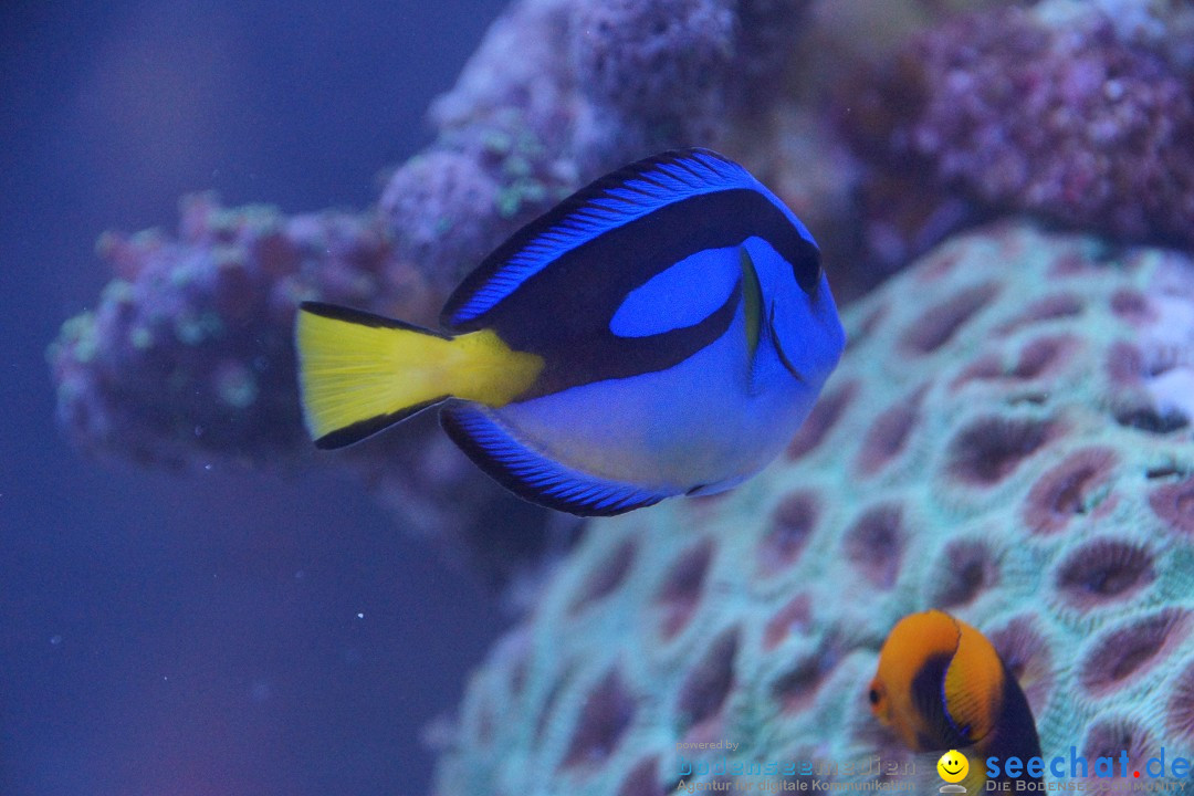 AQUA-FISCH - Internationale Aquaristik-Messe: Friedrichshafen, 09.03.2014