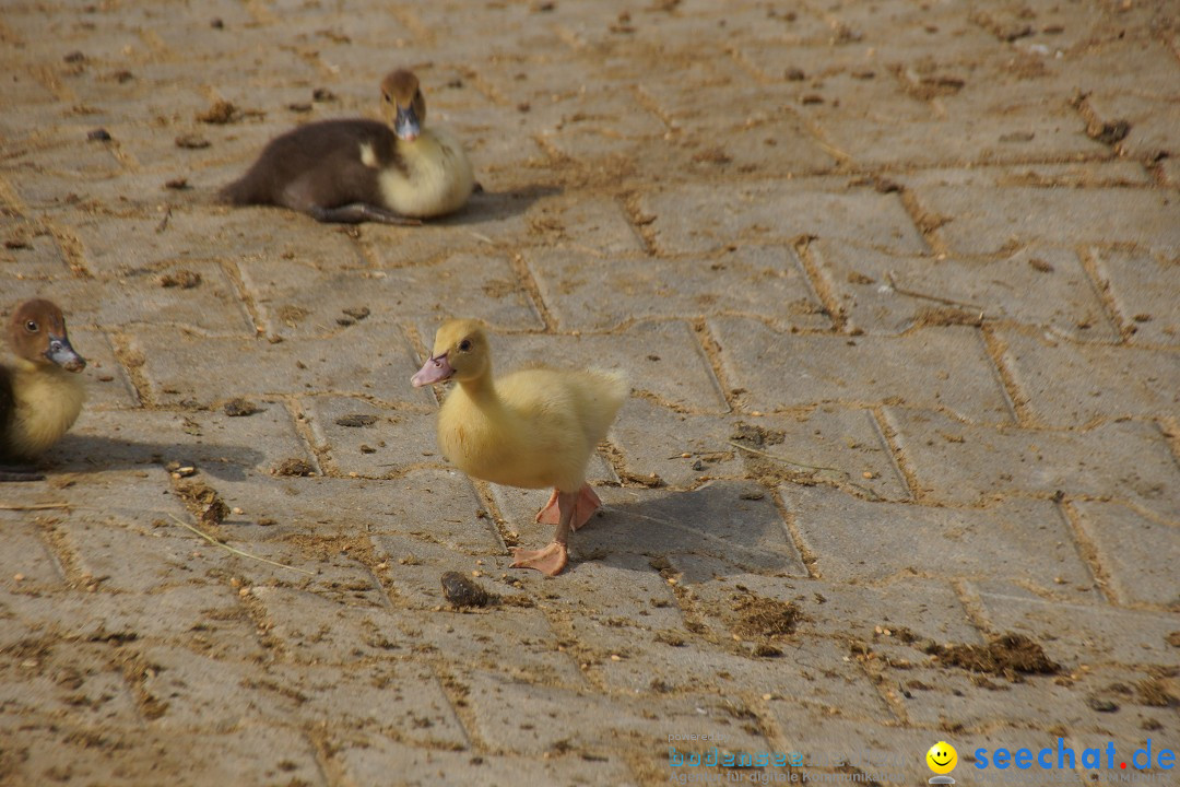 Lochmuehle-Eigeltingen-06-04-2014-Bodensee-Community-SEECHAT_DE-0043.JPG