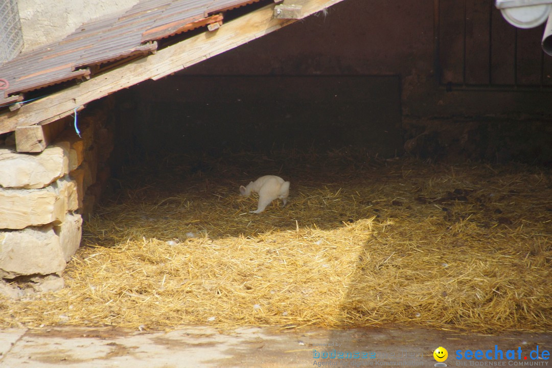 Lochmuehle-Eigeltingen-06-04-2014-Bodensee-Community-SEECHAT_DE-0048.JPG